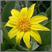 Attēlu rezultāti vaicājumam “Hygroamblystegium tenax”