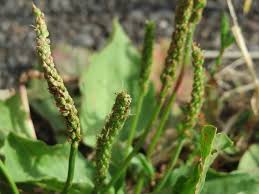 Attēlu rezultāti vaicājumam “Plantago major”