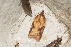 Attēlu rezultāti vaicājumam “Acleris aspersana”