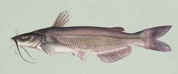 Image result for Ictalurus furcatus