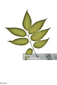 Attēlu rezultāti vaicājumam “Phellodendron amurense”