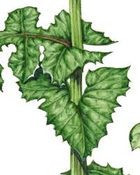 Attēlu rezultāti vaicājumam “Sonchus oleraceus leaf”