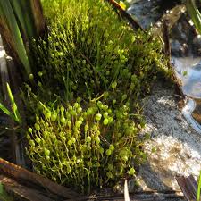 Attēlu rezultāti vaicājumam “Funariales”