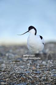 Image result for Recurvirostra avosetta