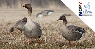 Image result for Anser fabalis