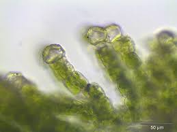 Attēlu rezultāti vaicājumam “Pogonatum urnigerum macro”