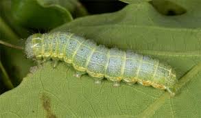 Attēlu rezultāti vaicājumam “Orthosia cruda”