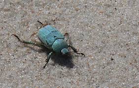 Attēlu rezultāti vaicājumam “Hoplia parvula”