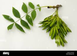 Attēlu rezultāti vaicājumam “Fraxinus excelsior fruit”