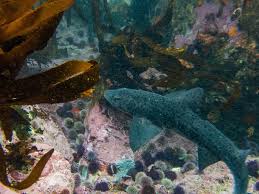 Image result for Triakis megalopterus