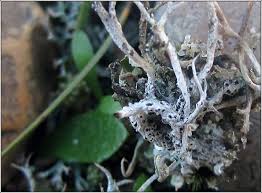 Attēlu rezultāti vaicājumam “Lignydium muscorum spores”