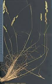 Attēlu rezultāti vaicājumam “Dactylis glomerata subsp. glomerata”