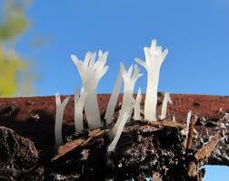 Attēlu rezultāti vaicājumam “Lentaria”