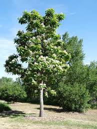 Attēlu rezultāti vaicājumam “Catalpa”