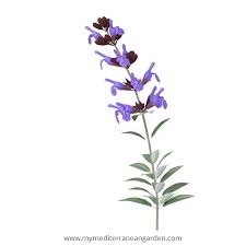 Attēlu rezultāti vaicājumam “Salvia officinalis”