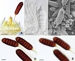 Attēlu rezultāti vaicājumam “Phragmidium sp.”