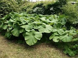 Image result for Petasites officinalis