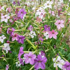 Image result for Nicotiana x sanderae