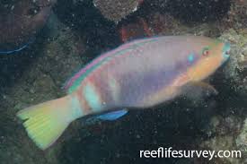 Image result for Scarus fuscopurpureus