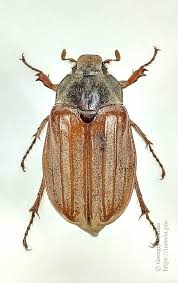 Attēlu rezultāti vaicājumam “Melolontha melolontha imago”