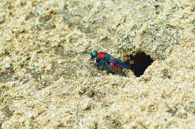 Attēlu rezultāti vaicājumam “Hedychrum sp.”