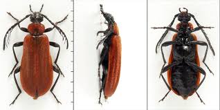 Attēlu rezultāti vaicājumam “Schizotus pectinicornis”