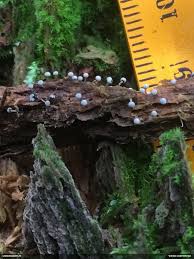 Attēlu rezultāti vaicājumam “Physarum murinum”