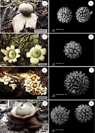 Attēlu rezultāti vaicājumam “Geastrum rufescens”