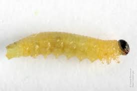 Attēlu rezultāti vaicājumam “Pontania proxima”