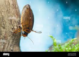 Attēlu rezultāti vaicājumam “Colymbetes striatus”