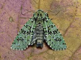 Attēlu rezultāti vaicājumam “Griposia aprilina”