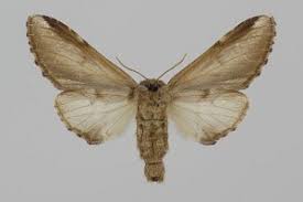 Attēlu rezultāti vaicājumam “Pheosia gnoma”