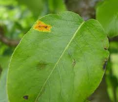 Attēlu rezultāti vaicājumam “Gymnosporangium sabinae”