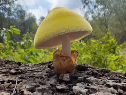 Attēlu rezultāti vaicājumam “Volvariella bombycina”