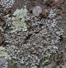 Attēlu rezultāti vaicājumam “Parmelia submontana”