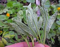 Attēlu rezultāti vaicājumam “Octospora splachnophila spores”