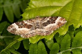 Attēlu rezultāti vaicājumam “Epirrhoe alternata”