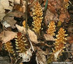 Attēlu rezultāti vaicājumam “Orobanchaceae”