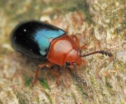 Attēlu rezultāti vaicājumam “Triplax aenea”