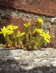 Image result for Sedum acre