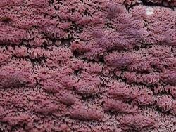 Attēlu rezultāti vaicājumam “Ceriporia excelsa”