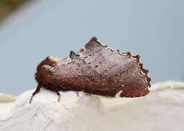 Attēlu rezultāti vaicājumam “Odontosia carmelita”