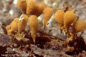 Attēlu rezultāti vaicājumam “Hemitrichia calyculata”