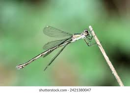 Attēlu rezultāti vaicājumam “Lestes virens female”