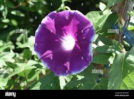 Image result for Prunkwinde