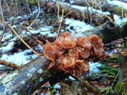 Attēlu rezultāti vaicājumam “Tremella foliacea”