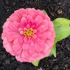 Image result for Zinnia elegans