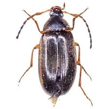 Attēlu rezultāti vaicājumam “Alleculidae”