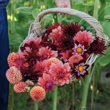 Attēlu rezultāti vaicājumam “Galega orientalis fruit”