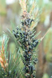 Attēlu rezultāti vaicājumam “Neodiprion sertifer”